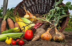 Selección de cultivos